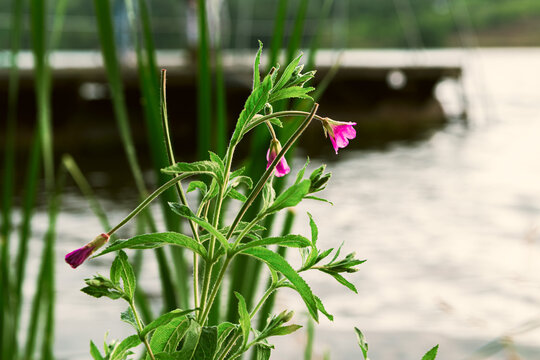 Epilobium hirsutum or Great Hairy willowherb: close-up with bokeh background, selective focus 1