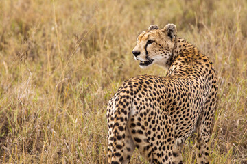 Cheetah in the grass during safari at Serengeti National Park in Tanzania. Wild nature of Africa..