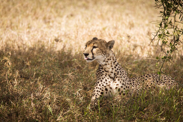Cheetah resting in the grass during safari at Serengeti National Park in Tanzania. Wild nature of Africa..