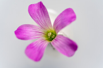 Fototapeta premium ムラサキの花