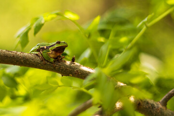 Green tree frog Tree frog - Hyla arborea sitting on a tree branch. There are leaves of a tree around. The photo has a nice bokeh of the old lens.