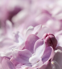 Fototapeta na wymiar Blooming branch of purple terry Lilac in spring