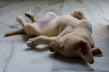 LABRADOR RETRIEVER PUPPY SLEEPING UPSIDE DOWN