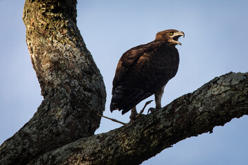 Hawk resting on a tree in Serengeti National Park in Tanzania during safari with blue sky in background