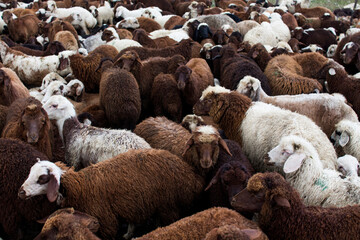  Flock of sheep, farm, mammal