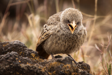Rufous- Tailed Weaver in Ngorongoro national park Tanzania. Wild nature of Africa.