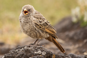 Rufous- Tailed Weaver in Ngorongoro national park Tanzania. Wild nature of Africa.