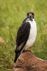 Young hawk resting during safari in Ngorongoro National Park, Tanzania. Green grass and yellow flowers around it. Wild nature of Africa.
