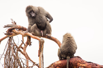 Baboons monkey siting on branch during safari in National Park of Ngorongoro in Tanzania. Wild nature of Africa