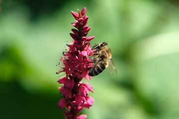 Biene an roten Blüten und grüner Hintergrund - Stockfoto