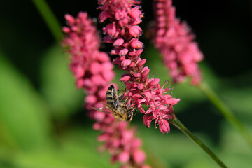 Biene an roten Blüten und grüner Hintergrund - Stockfoto