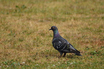 Rock Pigeon on grass