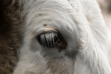close-up view of a cow's head on her eyes, white cow
