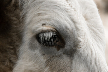 Fototapeta premium close-up view of a cow's head on her eyes, white cow