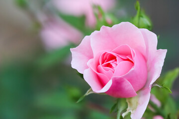 Soft pink rose Bonica with buds in the garden. Perfect for background of greeting cards for birthday, Valentine's Day and Mother's Day