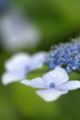 横浜八景島の6月のアジサイ