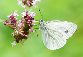 Schmetterling