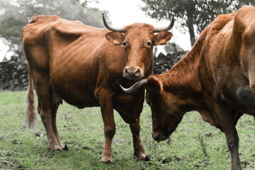 close-up view of a red-brown cow grazing on an Azores pasture among trees and bushesv