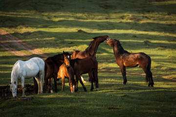 Fototapeta premium Beautiful horses on a green landscape. Comanesti, Romania.