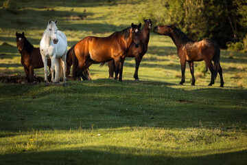 Naklejka na ściany i meble Beautiful horses on a green landscape. Comanesti, Romania.