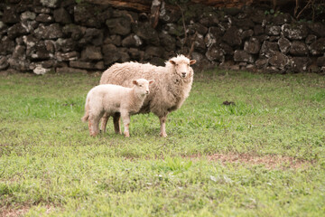 Obraz premium two ove, mother and cub on a green field in front of a stone fence