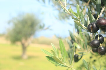 Fototapeta na wymiar Black olives on a branch