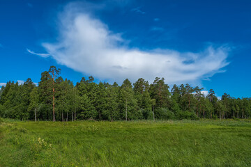Beautiful natural landscape. Coniferous forest and sky. Green forest, blue sky and white fluffy clouds at the sunny summer day