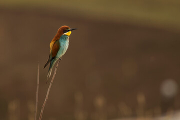 Beautiful and colourful bee eater on the stick with doph background