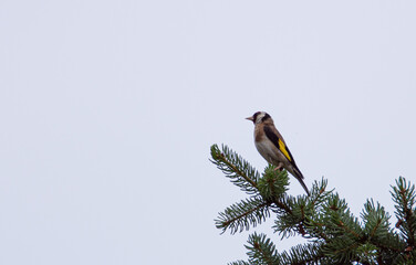 Vogel © David