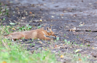 Fuchs schlafend