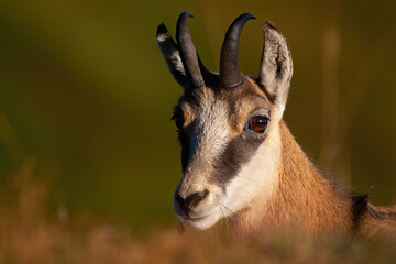Portrait of young tatra chamois, rupicapra rupicapra tatrica, looking to the camera from. Close-up of mammal staring on field in summer. Wild goat with little horns.
