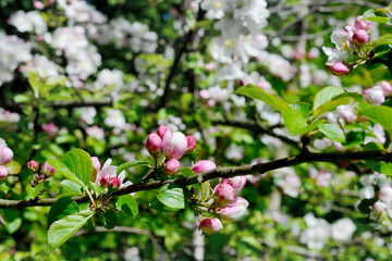 Pink buds of blooming plum on a background of white flowering trees