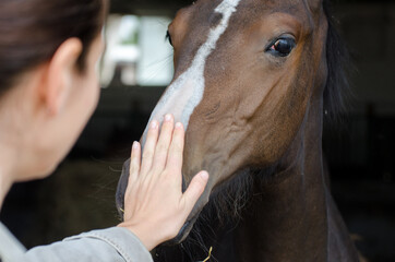 woman gently touches horse snout, brown horse in stable