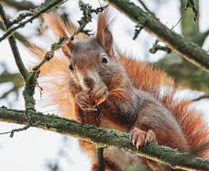 Fressendes Eichhörnchen im Baum