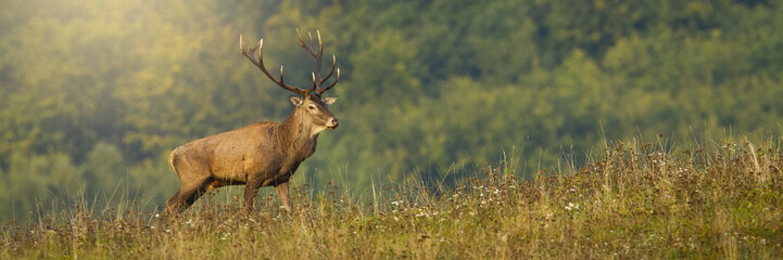 Naklejka na ściany i meble Majestic red deer, cervus elaphus, standing on meadow with copy space. Panormaic composition of magnificent stag with massive antlers observing on hill. Wild animal looking on field with forest in