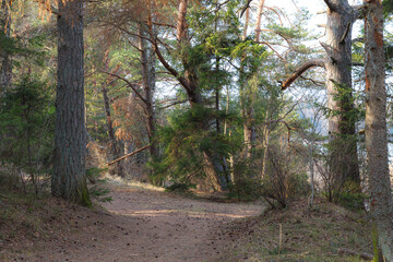 View inside of the pine forest, daytime