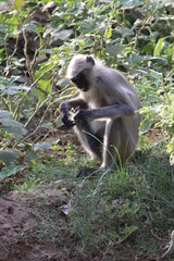 monkey, searching food, some fun
