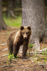 Young brown bear, ursus arctos, standing in forest in summer nature. Small animal looking to the camera in woodland. Vertical front view of Immature furry mammal.
