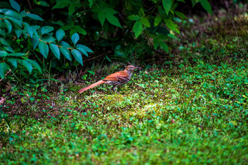 Fototapeta premium Brown Thrasher