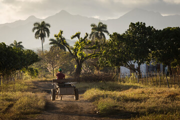 Car with bulls in VInales with beautiful light at sunrise and palm trees in background. Cuba