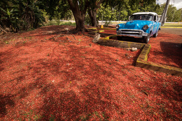 Old american car parked near to a beatiful tree full of red flowers. Cuba