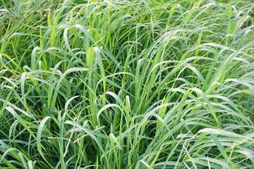 Fresh green grass in nature garden