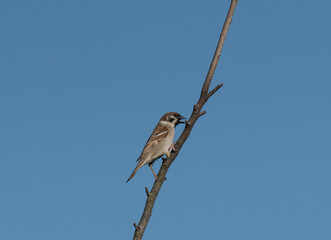 Spatz