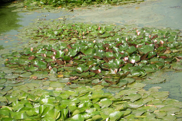 The water is completely overgrown with pink blooming lotuses. Water has a greenish tint