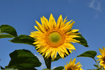 sunflower on blue sky background