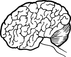 Linear hand drawn illustration of human brain for logotype or banner / design template