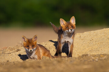 Siblings red fox, vulpes vulpes, playing near den on sunny summer evening. Two cubs watching around on a sand hill in nature.