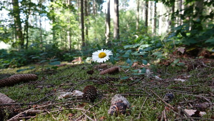 Einzelne Blume im Wald