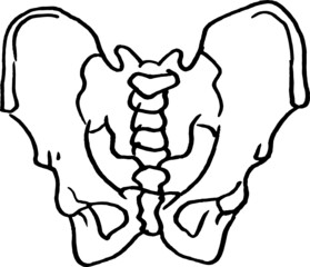 Contour vector outline drawing of human pelvis bones. Medical design editable template