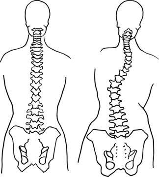 Contour vector outline drawing of human spine skeleton. Medical design editable template